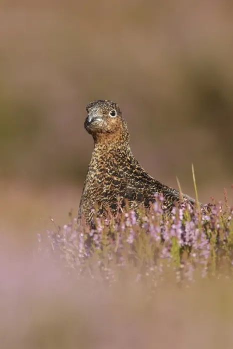Framed Print : Red Grouse (Lagopus lagopus scoticus) immature male, sitting amongst flowering heather on moorland, North Yorkshire Framed Print : Red Grouse (Lagopus lagopus scoticus) immature male, sitting amongst flowering heather on moorland, North Yorkshire