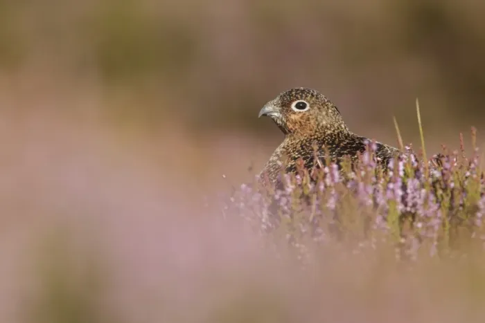 Framed Print : Red Grouse (Lagopus lagopus scoticus) immature male, sitting amongst flowering heather on moorland, North Yorkshire Framed Print : Red Grouse (Lagopus lagopus scoticus) immature male, sitting amongst flowering heather on moorland, North Yorkshire