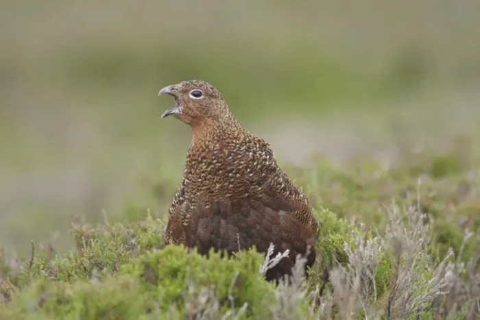 Framed Print : Red Grouse (Lagopus lagopus scoticus) immature male, with beak open, standing in heather on moorland, Swaledale Framed Print : Red Grouse (Lagopus lagopus scoticus) immature male, with beak open, standing in heather on moorland, Swaledale