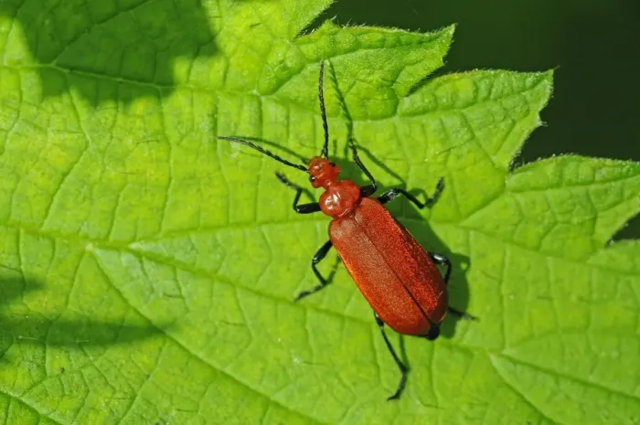 Framed Print : Red-headed Cardinal Beetle (Pyrochroa serraticornis) adult, walking on leaf, Oxfordshire, England, May Framed Print : Red-headed Cardinal Beetle (Pyrochroa serraticornis) adult, walking on leaf, Oxfordshire, England, May