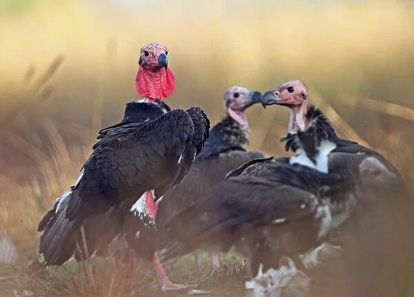 Red-headed Vulture (Sarcogyps calvus) adult with three sub-adults, standing on ground, Veal Krous vulture restaurant