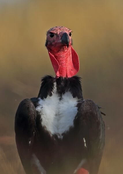 Red-headed Vulture (Sarcogyps calvus) adult, close-up of head and chest, Veal Krous vulture restaurant, Cambodia