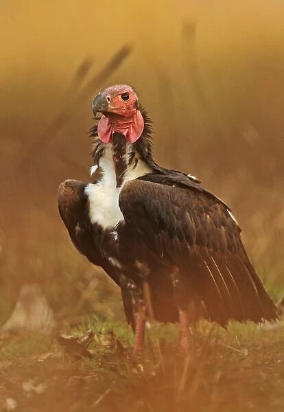 Red-headed Vulture (Sarcogyps calvus) adult, standing on ground, Veal Krous vulture restaurant, Cambodia, January