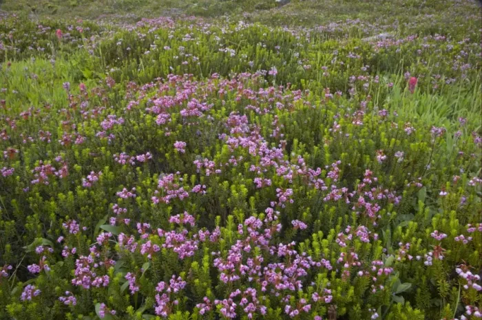Framed Print : Red Heather (Phyllodoce empetriformis) flowering, Mount Rainier N. P. Washington State, U. S. A Framed Print : Red Heather (Phyllodoce empetriformis) flowering, Mount Rainier N. P. Washington State, U. S. A