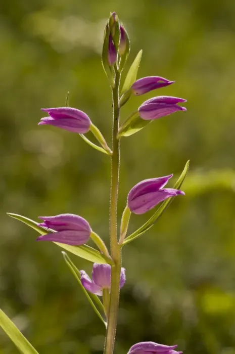 Framed Print : Red Helleborine (Cephalanthera rubra) flowering, Slovenia, june Framed Print : Red Helleborine (Cephalanthera rubra) flowering, Slovenia, june