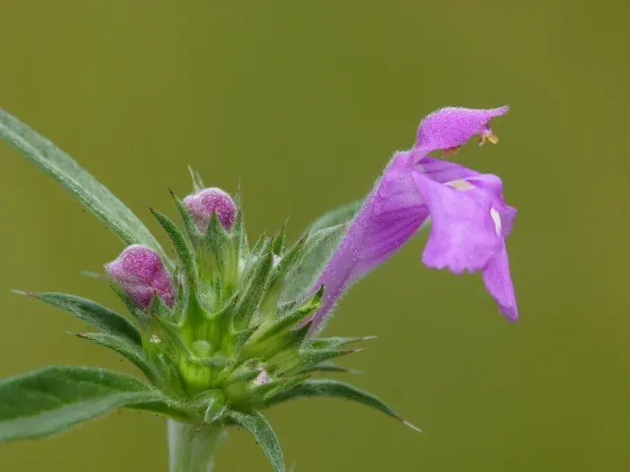 Framed Print : Red Hemp-nettle (Galeopsis angustifolia) close-up of flower, growing on roadside verge, Northern Italy, July Framed Print : Red Hemp-nettle (Galeopsis angustifolia) close-up of flower, growing on roadside verge, Northern Italy, July
