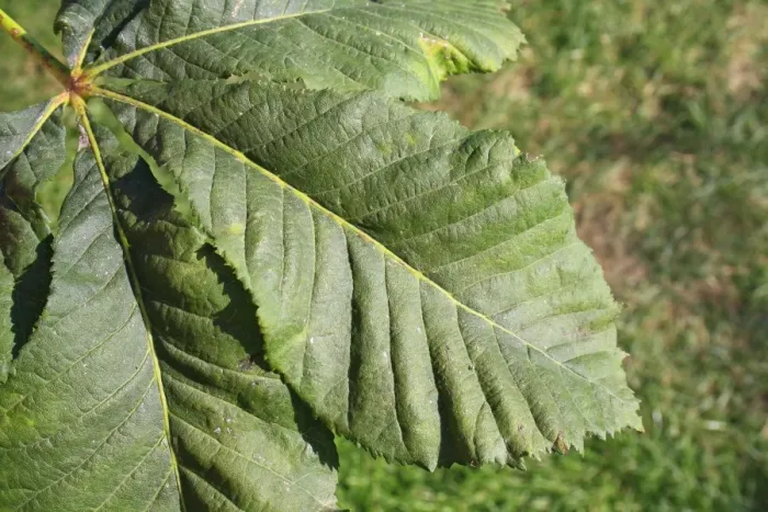 Framed Print : Red Horse Chestnut (Aesculus x carnea) close-up of leaf, in garden, Suffolk, England, August