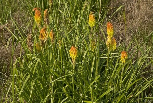 Red Hot Poker (Kniphofia ritualis) flowering, South Africa, December