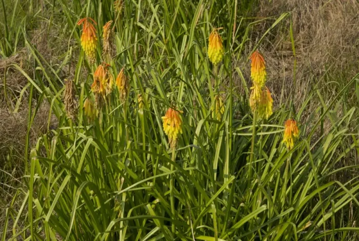 Framed Print : Red Hot Poker (Kniphofia ritualis) flowering, South Africa, December Framed Print : Red Hot Poker (Kniphofia ritualis) flowering, South Africa, December
