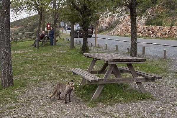 Red (Iberian) Fox, vixen, in picnic area Monfrague National Park, Extremadura Spain