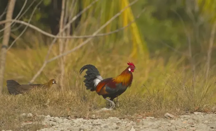 Framed Print : Red Junglefowl (Gallus gallus murghi) adult male and female, walking, Sundarbans, Ganges Delta, West Bengal, India Framed Print : Red Junglefowl (Gallus gallus murghi) adult male and female, walking, Sundarbans, Ganges Delta, West Bengal, India