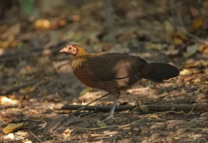 Framed Print : Red Junglefowl (Gallus gallus spadiceus) adult female, standing on forest floor, Kaeng Krachan N. P. Thailand, january