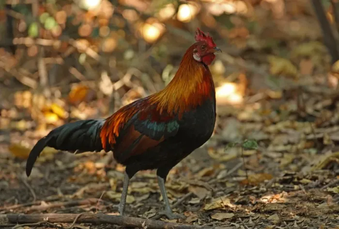 Framed Print : Red Junglefowl (Gallus gallus spadiceus) adult male, walking on forest floor, Kaeng Krachan N. P. Thailand, january