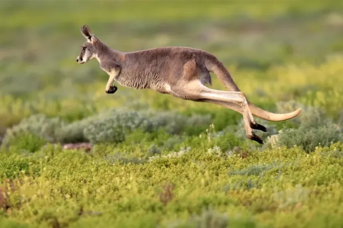 Framed Print : Red Kangaroo (Macropus rufus) adult, jumping over low vegetation, Sturt N. P. New South Wales, Australia
