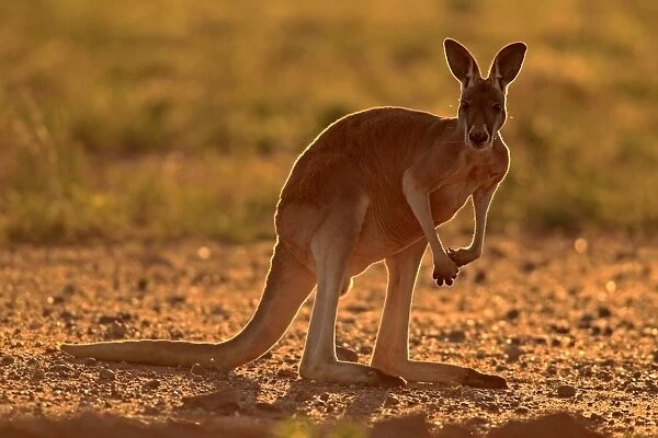 Red Kangaroo (Macropus rufus) adult, backlit, standing on bare ground, Sturt N. P. New South Wales, Australia