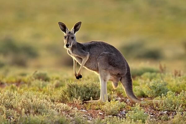Red Kangaroo (Macropus rufus) adult, backlit, standing in low vegetation, Sturt N. P. New South Wales, Australia