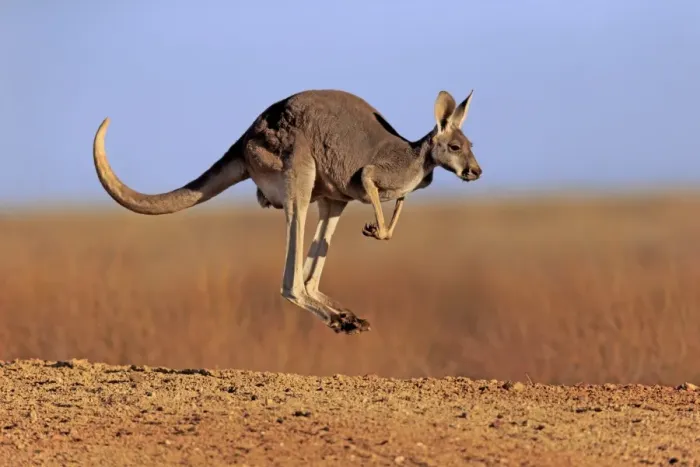 Framed Print : Red Kangaroo (Macropus rufus) adult female, jumping in dry outback, Sturt N. P. New South Wales, Australia, October Framed Print : Red Kangaroo (Macropus rufus) adult female, jumping in dry outback, Sturt N. P. New South Wales, Australia, October