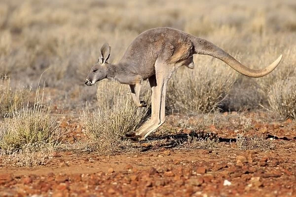 Red Kangaroo (Macropus rufus) adult female, jumping in dry outback, Sturt N. P. New South Wales, Australia, October