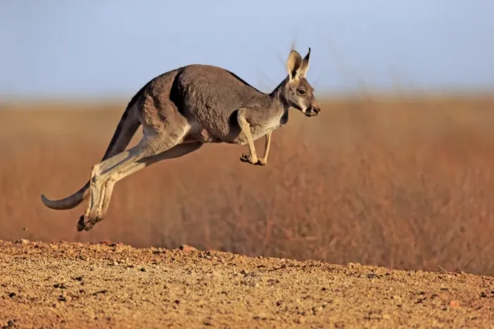 Framed Print : Red Kangaroo (Macropus rufus) adult female, jumping in dry outback, Sturt N. P. New South Wales, Australia, October Framed Print : Red Kangaroo (Macropus rufus) adult female, jumping in dry outback, Sturt N. P. New South Wales, Australia, October