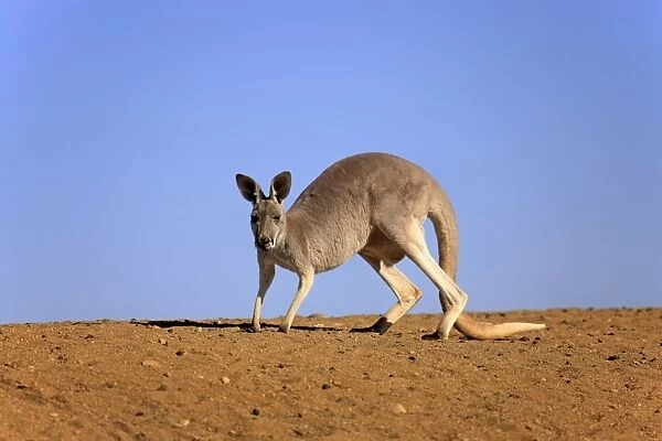 Red Kangaroo (Macropus rufus) adult female, walking in dry outback, Sturt N. P. New South Wales, Australia, October