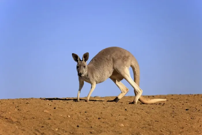 Framed Print : Red Kangaroo (Macropus rufus) adult female, walking in dry outback, Sturt N. P. New South Wales, Australia, October Framed Print : Red Kangaroo (Macropus rufus) adult female, walking in dry outback, Sturt N. P. New South Wales, Australia, October