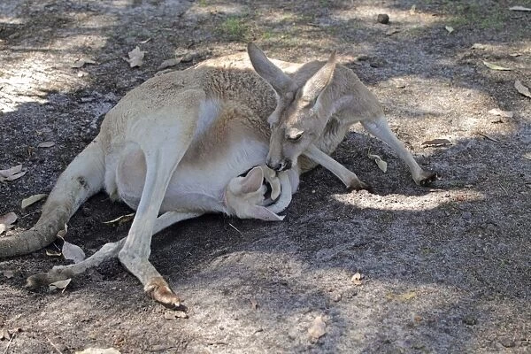 Red Kangaroo (Macropus rufus) adult female, with albino joey emerging from pouch, resting in shade