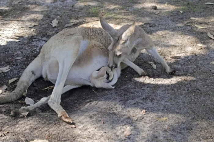 Framed Print : Red Kangaroo (Macropus rufus) adult female, with albino joey emerging from pouch, resting in shade Framed Print : Red Kangaroo (Macropus rufus) adult female, with albino joey emerging from pouch, resting in shade