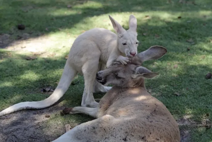 Framed Print : Red Kangaroo (Macropus rufus) adult female with albino joey, mutual grooming in shade, Caversham Wildlife Park Framed Print : Red Kangaroo (Macropus rufus) adult female with albino joey, mutual grooming in shade, Caversham Wildlife Park