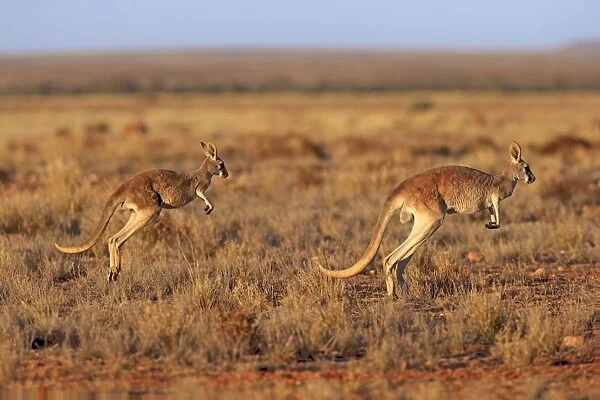 Red Kangaroo (Macropus rufus) adult female with young, jumping in dry outback, Sturt N. P