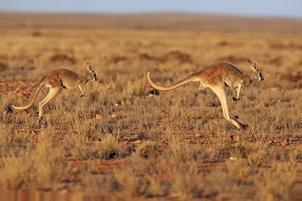 Red Kangaroo (Macropus rufus) adult female with young, jumping in dry outback, Sturt N. P