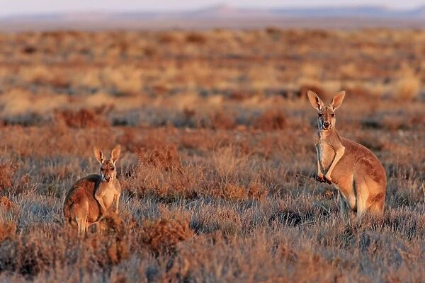 Red Kangaroo (Macropus rufus) adult female with young, standing in dry outback at sunset, Sturt N. P