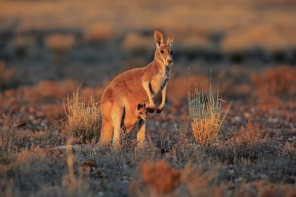 Red Kangaroo (Macropus rufus) adult female with young, looking out from pouch, standing in dry outback at sunset