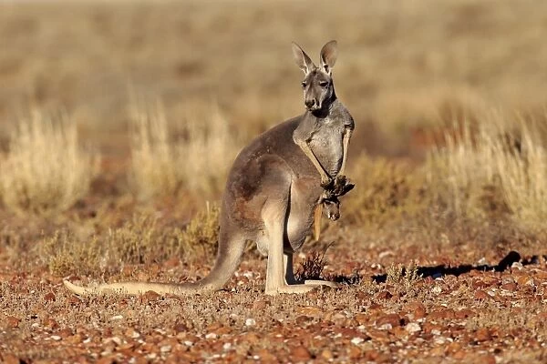 Red Kangaroo (Macropus rufus) adult female with young, looking out from pouch, standing in dry outback, Sturt N. P
