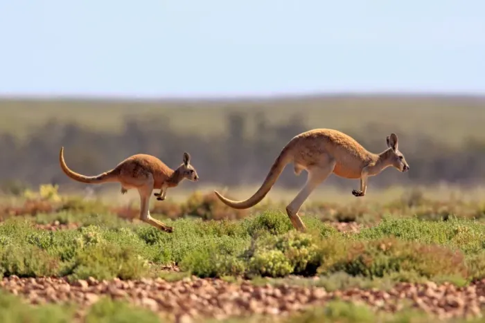 Framed Print : Red Kangaroo (Macropus rufus) adult female with young, jumping over stony ground, Sturt N. P. New South Wales, Australia Framed Print : Red Kangaroo (Macropus rufus) adult female with young, jumping over stony ground, Sturt N. P. New South Wales, Australia