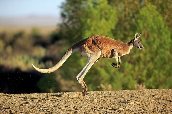 Red Kangaroo (Macropus rufus) adult male, jumping in dry outback, Sturt N. P. New South Wales, Australia, October