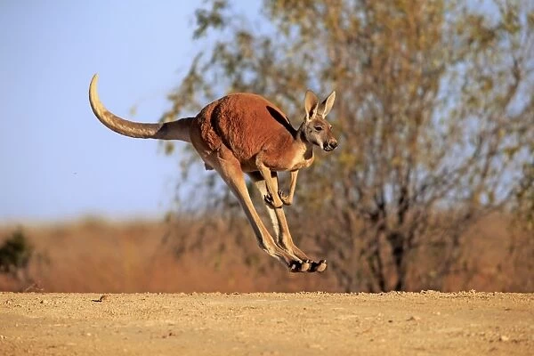 Red Kangaroo (Macropus rufus) adult male, jumping in dry outback, Sturt N. P. New South Wales, Australia, October