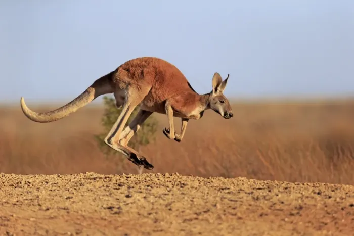 Framed Print : Red Kangaroo (Macropus rufus) adult male, jumping in dry outback, Sturt N. P. New South Wales, Australia, October Framed Print : Red Kangaroo (Macropus rufus) adult male, jumping in dry outback, Sturt N. P. New South Wales, Australia, October