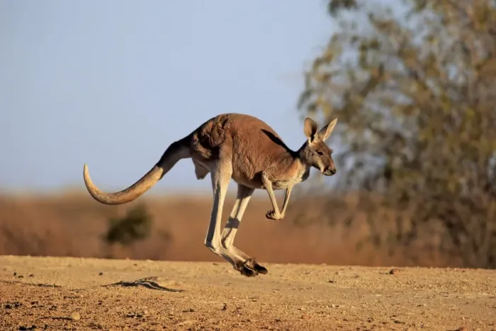 Framed Print : Red Kangaroo (Macropus rufus) adult male, jumping in dry outback, Sturt N. P. New South Wales, Australia, October Framed Print : Red Kangaroo (Macropus rufus) adult male, jumping in dry outback, Sturt N. P. New South Wales, Australia, October