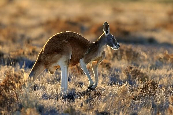 Red Kangaroo (Macropus rufus) adult male, standing in dry outback, Sturt N. P. New South Wales, Australia, October