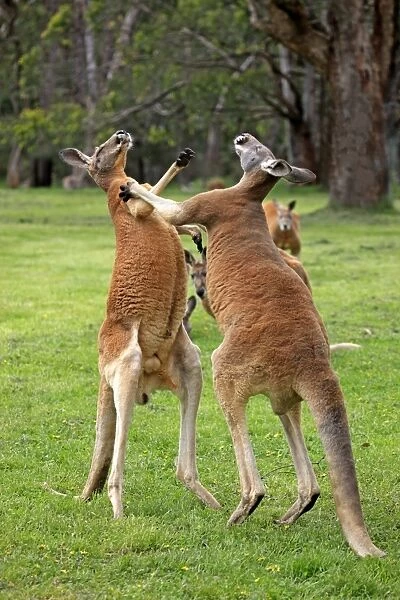 Red Kangaroo (Macropus rufus) two adult males, fighting, South Australia, Australia, October