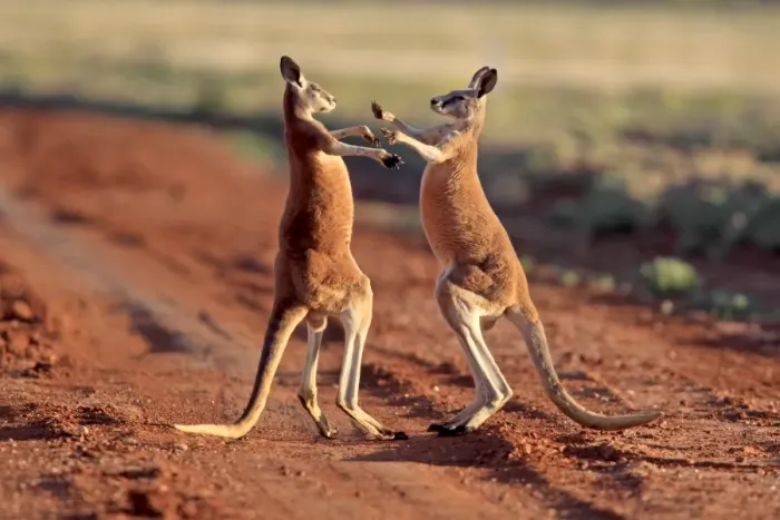Framed Print : Red Kangaroo (Macropus rufus) two adult males, fighting on dirt track, Sturt N. P. New South Wales, Australia Framed Print : Red Kangaroo (Macropus rufus) two adult males, fighting on dirt track, Sturt N. P. New South Wales, Australia