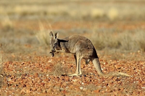 Red Kangaroo (Macropus rufus) immature, licking arms to keep cool, standing in dry outback, Sturt N. P