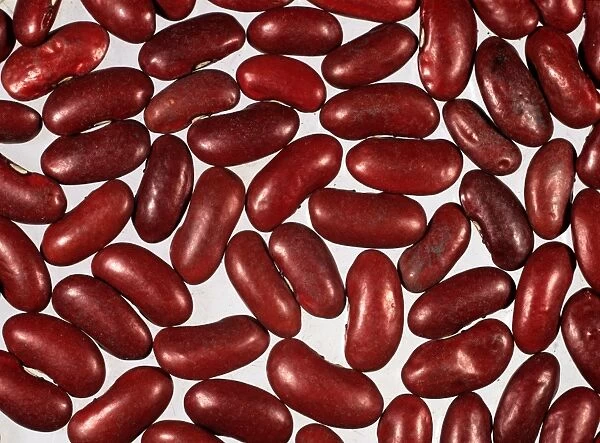 Red kidney beans (Phaseolus vulgaris) seeds
