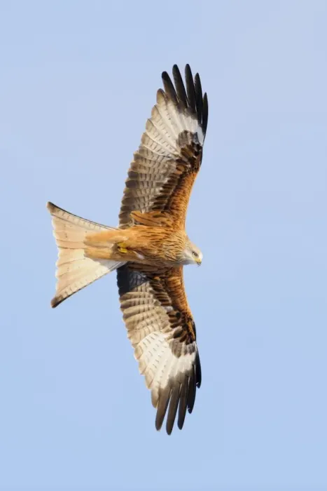 Framed Print : Red Kite (Milvus milvus) adult, in flight, Gigrin Farm, Powys, Wales, December Framed Print : Red Kite (Milvus milvus) adult, in flight, Gigrin Farm, Powys, Wales, December