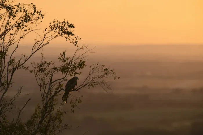 Framed Print : Red Kite (Milvus milvus) adult, perched in tree, silhouetted at sunset, Chilterns, Buckinghamshire, England, June Framed Print : Red Kite (Milvus milvus) adult, perched in tree, silhouetted at sunset, Chilterns, Buckinghamshire, England, June