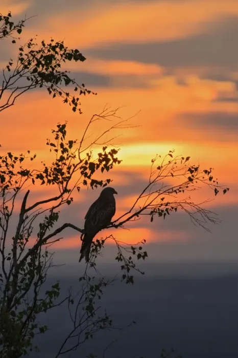 Framed Print : Red Kite (Milvus milvus) adult, perched in tree, silhouetted at sunset, Chilterns, Buckinghamshire, England, June Framed Print : Red Kite (Milvus milvus) adult, perched in tree, silhouetted at sunset, Chilterns, Buckinghamshire, England, June