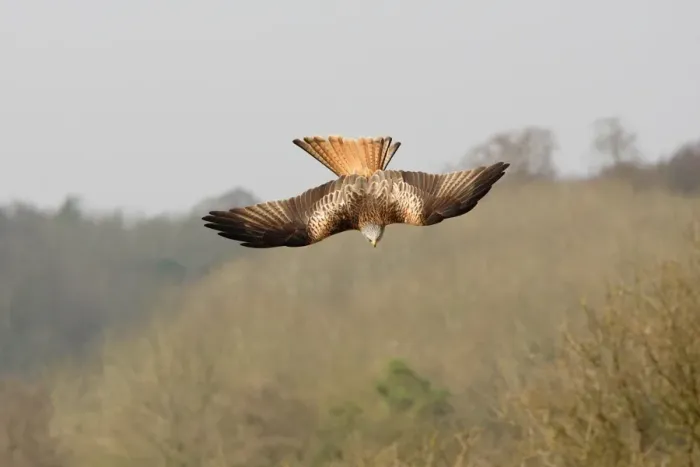 Framed Print : Red Kite (Milvus milvus) adult, in flight, diving over hillside, Oxfordshire, England, march Framed Print : Red Kite (Milvus milvus) adult, in flight, diving over hillside, Oxfordshire, England, march
