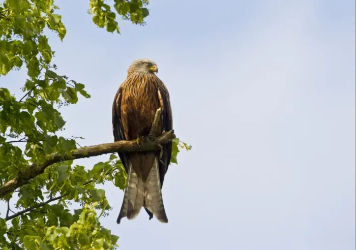 Framed Print : Red Kite (Milvus milvus) adult, perched on branch in tree, Oxfordshire, England, june Framed Print : Red Kite (Milvus milvus) adult, perched on branch in tree, Oxfordshire, England, june