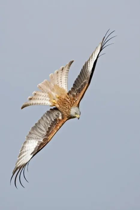Framed Print : Red Kite (Milvus milvus) adult, in flight, diving and twisting, Oxfordshire, England, march Framed Print : Red Kite (Milvus milvus) adult, in flight, diving and twisting, Oxfordshire, England, march