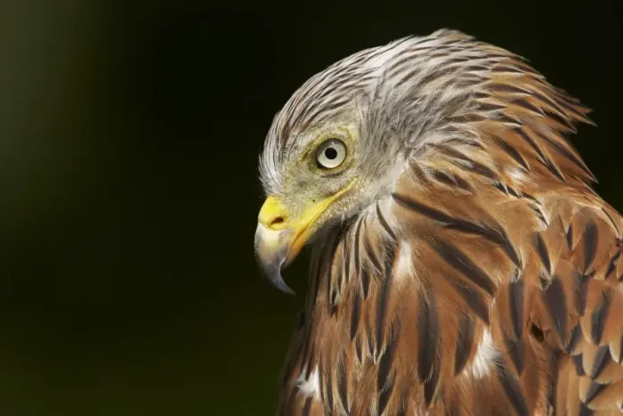 Framed Print : Red Kite (Milvus milvus) adult, close-up of head, Powys, Wales (captive) Framed Print : Red Kite (Milvus milvus) adult, close-up of head, Powys, Wales (captive)